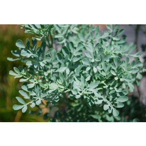 Ruta graveolens - Rue