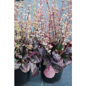 Salvia lyrata 'Burgundy Bliss' - Burgundy Bliss Lyreleaved Sage