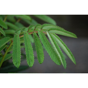 Sanguisorba tenuifolia 'Purpurea' - Japanese Burnet