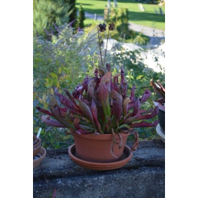 Sarracenia - Pitcher Plant