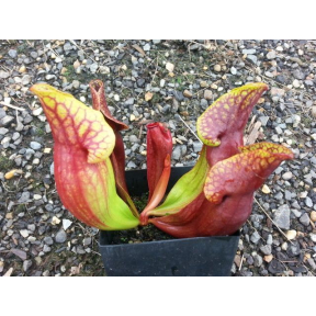 Sarracenia purpurea - Purple Pitcher Plant