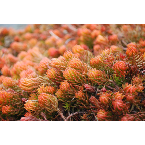 Sedum rupestre 'Angelina' - Angelina Stonecrop
