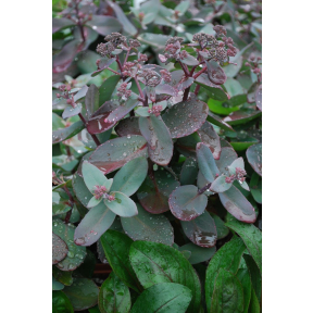 Sedum x 'Xenox' PP 16888  - Xenox Stonecrop