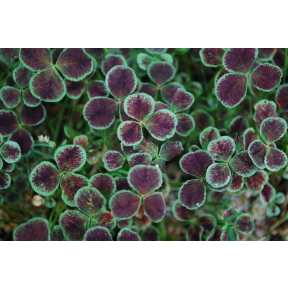 Trifolium repens 'Ice Purple' - Ice Purple White Clover