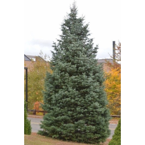 Abies concolor  - White Fir