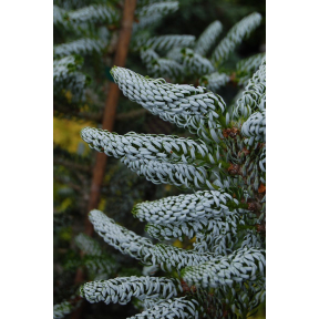 Abies koreana 'Silberlocke' ('Horstmann's Silberlocke') - Silberlocke Korean Fir 