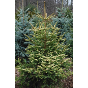 Abies pinsapo 'Aurea' - Golden Spanish Fir