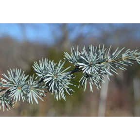 Cedrus atlantica 'Glauca' - Blue Atlas Cedar