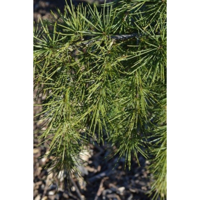 Cedrus deodara 'Shalimar'   - Shalimar Himalayan Cedar
