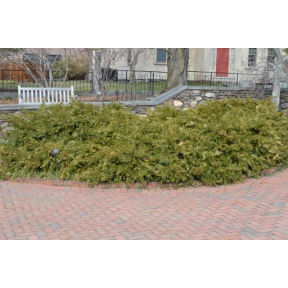 Cephalotaxus harringtonia 'Prostrata' - Prostrate Japanese Plum Yew 