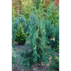 Chamaecyparis nootkatensis 'Pendula'  - Weeping Alaskan Cedar