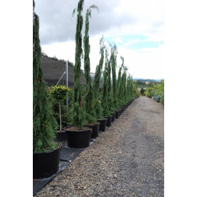 Chamaecyparis nootkatensis 'Van den Akker' - Van den Akker Alaskan Cedar