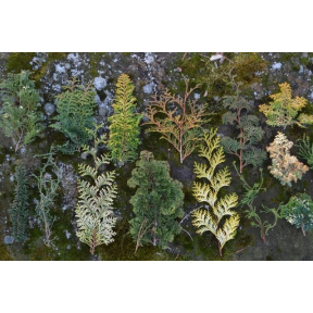 Chamaecyparis obtusa  - Hinoki Cypress 