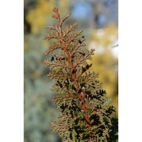 Chamaecyparis obtusa 'Filicoides'   - Filicoides Hinoki Cypress 
