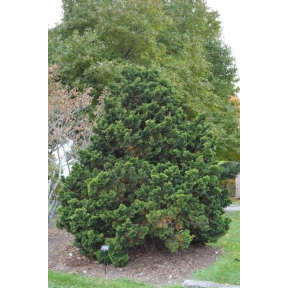 Chamaecyparis obtusa 'Gracilis'   - Gracilis Hinoki Cypress 