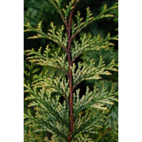 Chamaecyparis obtusa 'Special Variegated'   - Special Variegated Hinoki Cypress 