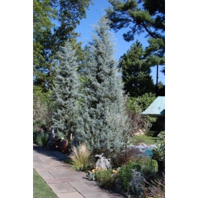 Cupressus arizonica var. glabra 'Blue Ice' - Blue Ice Arizona Cypress