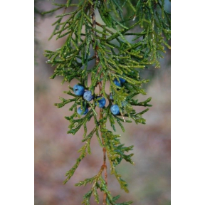 Juniperus virginiana - Eastern Red Cedar 