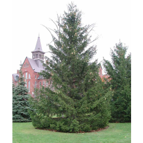 Picea abies  - Norway Spruce