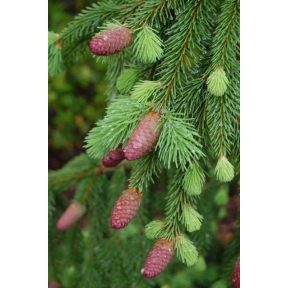 Picea abies 'Acrocona' - Acrocona Norway Spruce