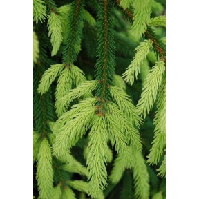 Picea abies 'Argenteospicata' - Argenteospicata Norway Spruce