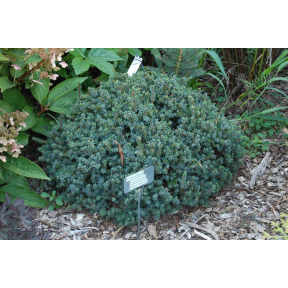 Picea glauca 'Echiniformis' - Echiniformis White Spruce