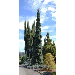 Picea glauca 'Pendula'   - Weeping White Spruce