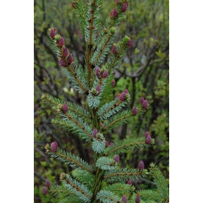 Picea omorika  - Serbian Spruce