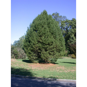 Pinus bungeana  - Lacebark Pine 