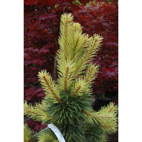 Pinus contorta 'Taylor's Sunburst'  - Taylor's Sunburst Lodgepole Pine