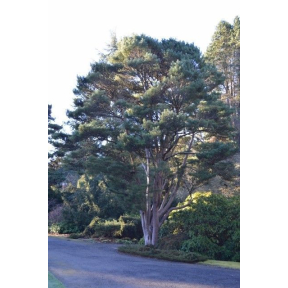 Pinus densiflora - Japanese Red Pine 