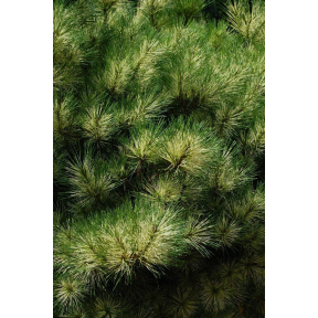 Pinus densiflora 'Burke's Red Variegated' - Burke's Red Variegated Japanese Red Pine 