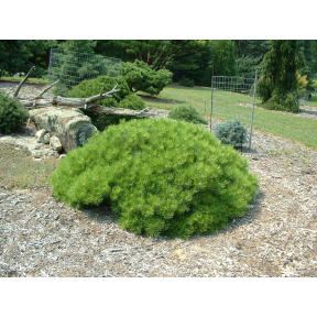 Pinus densiflora 'Low Glow'   - Low Glow Japanese Red Pine