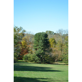 Pinus koraiensis  - Korean Pine 