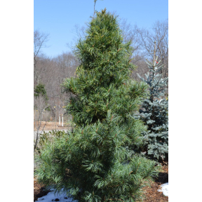 Pinus koraiensis 'Silver Ray'   - Silver Ray Korean Pine 