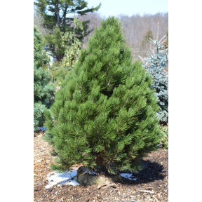 Pinus leucodermis 'Mint Truffle'  - Mint Truffle Bosnian Pine 