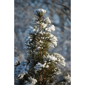 Sciadopitys verticillata  - Japanese Umbrella Pine 