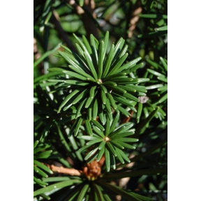 Sciadopitys verticillata 'Sternschnuppe' ('Shooting Star') - Sternschnuppe Japanese Umbrella Pine