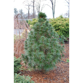 Sciadopitys verticillata 'Wintergreen'   - Wintergreen Japanese Umbrella Pine