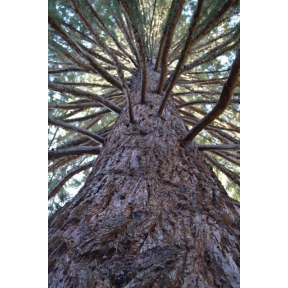 Sequoidendron giganteum  - Giant Redwood 