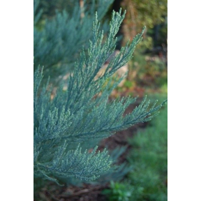 Sequoidendron giganteum 'Hazel Smith'   - Hazel Smith Giant Redwood 