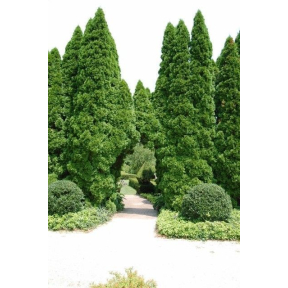 Thuja occidentalis - Eastern Arborvitae 