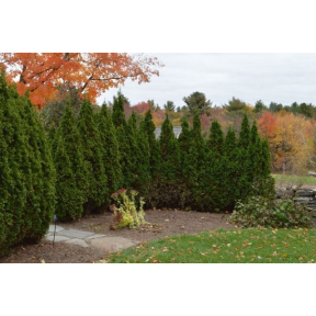 Thuja occidentalis 'Degroot's Spire'  - Degroot's Spire Eastern Arborvitae 
