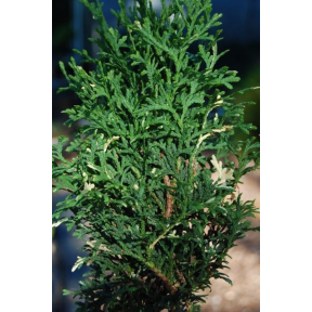 Thuja occidentalis 'Konfetti'   - Konfetti Eastern Arborvitae 