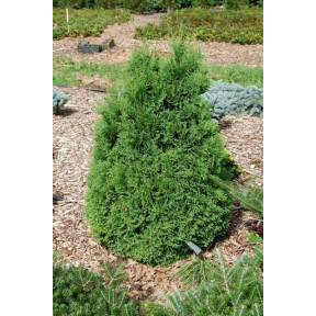 Thuja occidentalis 'Piccolo'   - Piccolo Eastern Arborvitae 