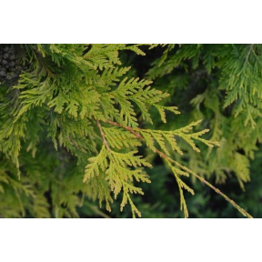 Thuja occidentalis 'Sudworthii'   - Sudworthii Eastern Arborvitae 