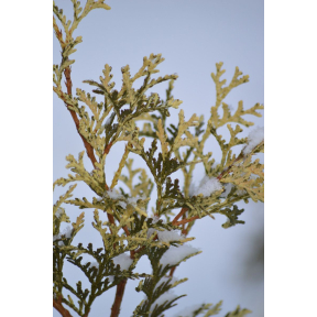 Thuja occidentalis 'Wansdyke Silver'  - Wansdyke Silver Eastern Arborvitae 