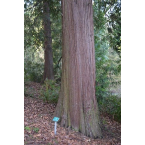Thuja plicata  - Western Arborvitae