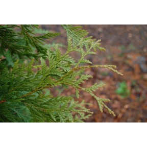 Thuja plicata 'Green Giant'   - Green Giant Western Arborvitae