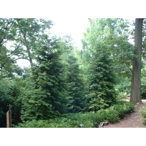 Thujopsis dolobrata - Staghorn Cedar  